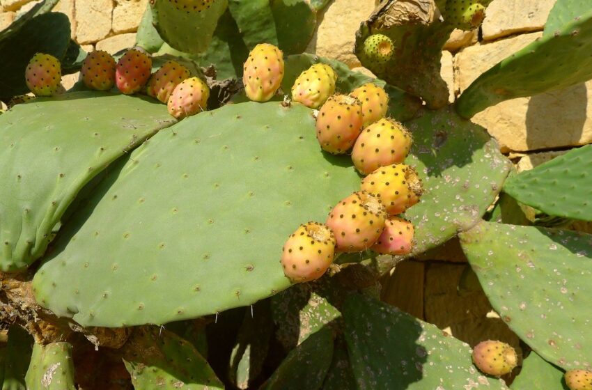 malta endemic plants