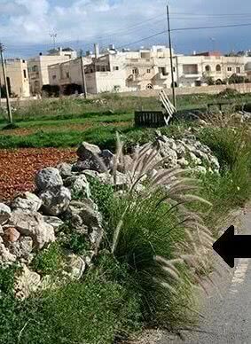 Fountain grass, Penisetum at Dingli. Photo: Alfred E. Baldacchino