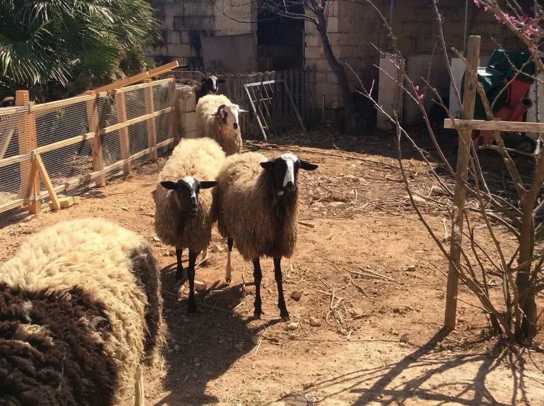 Sheep and a ram at Frate Jacoba House