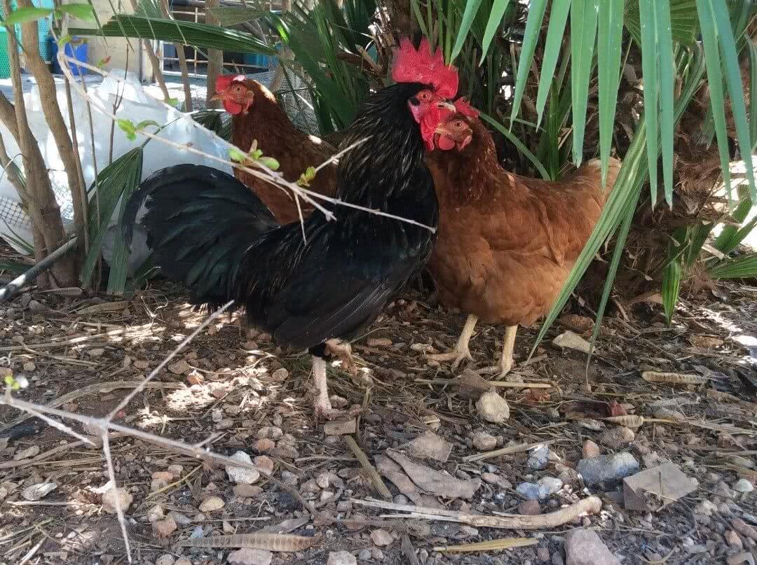 Free range chicken at Frate Jacoba House