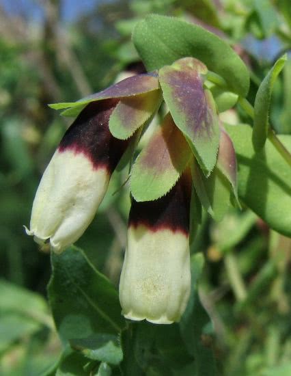 endemic plants malta 