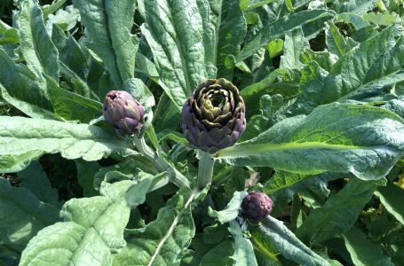 Artichokes from Frate Jacoba House, Malta.