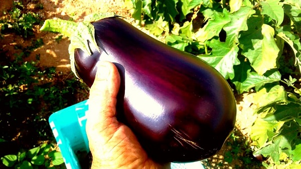 Aubergines, Eggplant, Malta