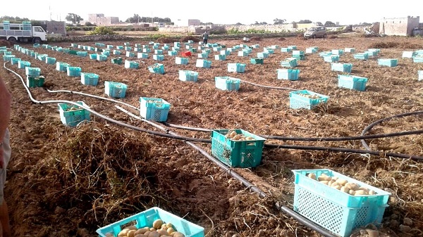 Life lessons from the field, Pitkalija Malta, green boxes