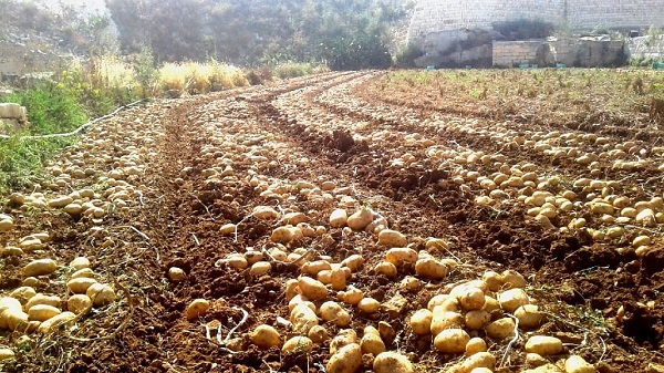 Potatoes in field