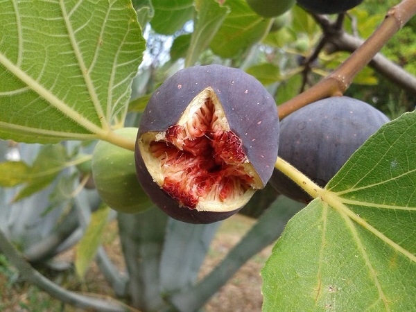 fig, Malta