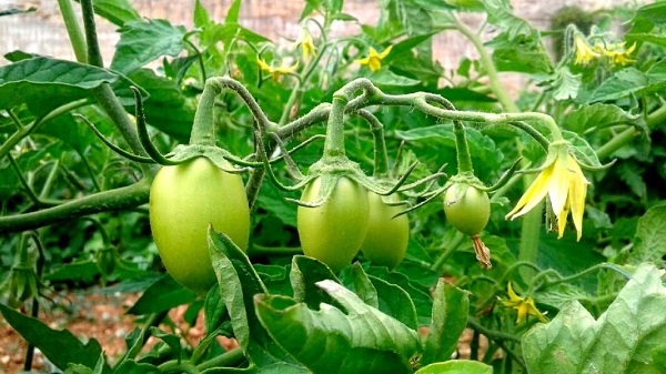 Green tomatoes