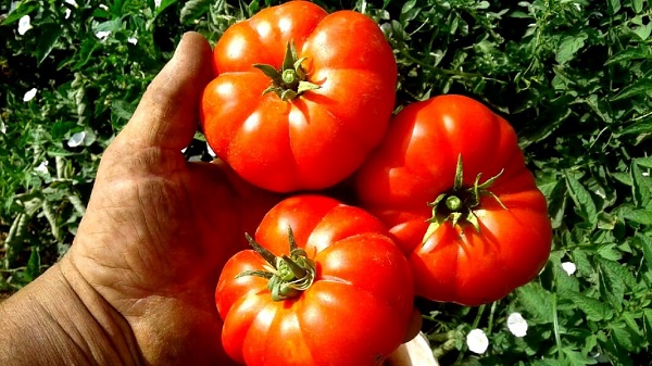 Maltese Tomatoes